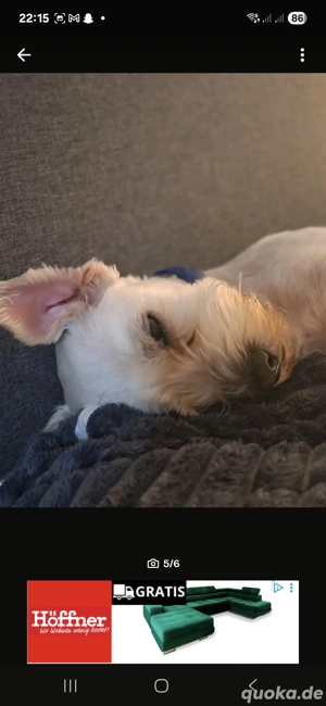    Liebevolle Hündin sucht neues Zuhause   Shih Tzu Bolonka Mix (5 Jahre)   