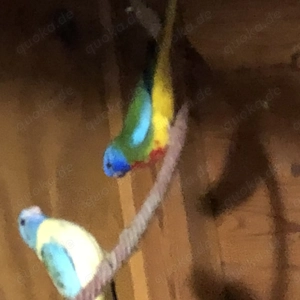 Glanzsittiche jung wildfarbig. Bild 4