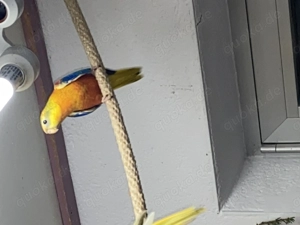 Glanzsittiche jung wildfarbig. Bild 2