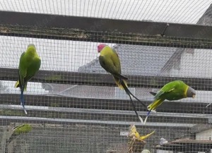 Pflaumenkopfsittiche abzugeben 