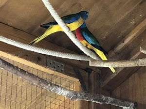 Glanzsittiche jung wildfarbig. Bild 5