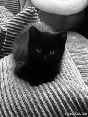 Britischkurzhaar Bengal mischlingskater