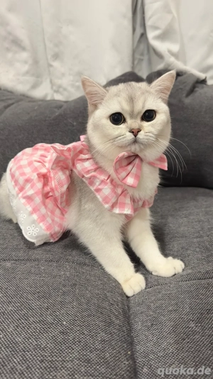 BKH reinrassige mit stammbaum 