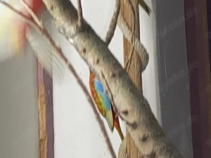 Schönsittiche abzugeben in vielen Farben.