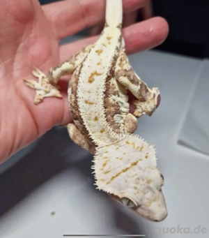 1.0 High White Orange Lilly White Kronengecko *reserviert* Bild 3