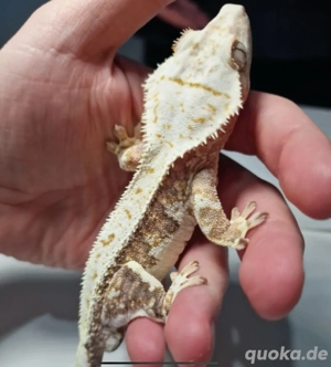 1.0 High White Orange Lilly White Kronengecko *reserviert* Bild 4
