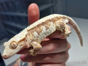 High White Orange Lilly White Kronengecko Correlophus ciliatus
