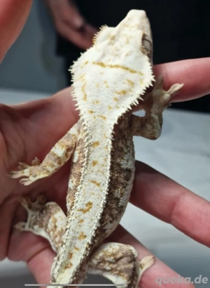 1.0 High White Orange Lilly White Kronengecko *reserviert* Bild 5