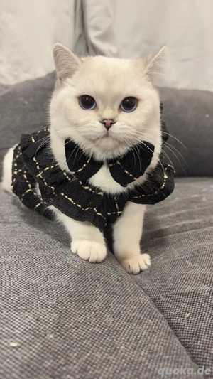 BKH reinrassige mit stammbaum 