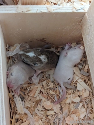 Neugierige Rennmauskinder aus liebevoller Hobbyzucht mongolische Rennmäuse Gerbil Hamster Maus Bild 2