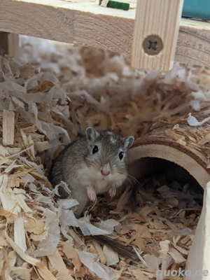 Neugierige Rennmauskinder aus liebevoller Hobbyzucht mongolische Rennmäuse Gerbil Hamster Maus Bild 4