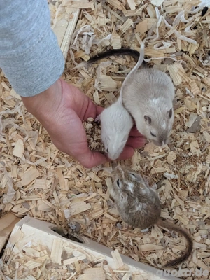Neugierige Rennmauskinder aus liebevoller Hobbyzucht mongolische Rennmäuse Gerbil Hamster Maus Bild 6