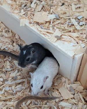Neugierige Rennmauskinder aus liebevoller Hobbyzucht mongolische Rennmäuse Gerbil Hamster Maus Bild 5