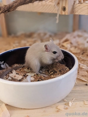 Neugierige Rennmauskinder aus liebevoller Hobbyzucht mongolische Rennmäuse Gerbil Hamster Maus Bild 3