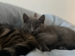 Wunderschöne BKH-Mix Kitten abzugeben   1 Mädchen & 2 Jungs 