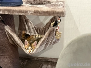 Zwei Geschwister Bengal mix Kitten