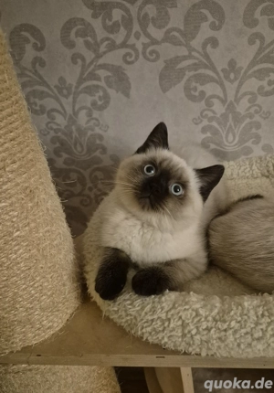 Bkh Kitten. Point .Blau Augen. 