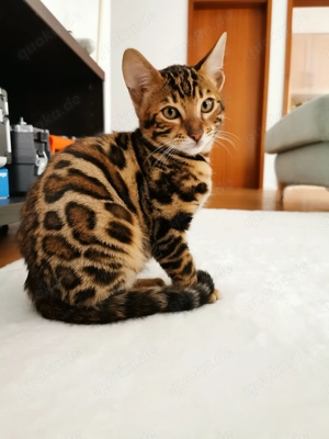   Wunderschöne Bengalkitten   Leonardo & Diamant suchen ihr neues Zuhause! 