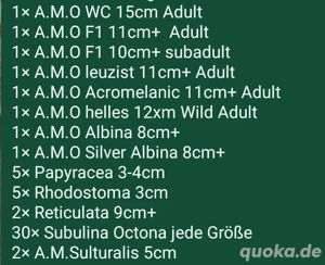 Achatschnecken suchen neues Zuhause 