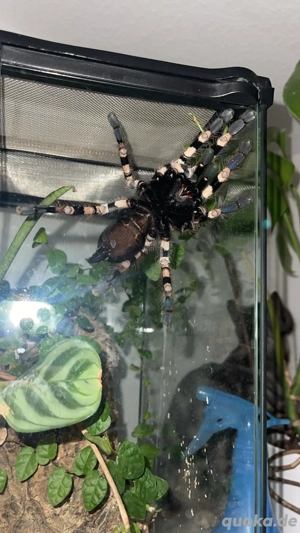 Poecilotheria tigrinawesseli   Weibchen mit Terrarium