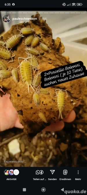 Porcellio Bolevari Bolevari Asseln  Wirbellose 
