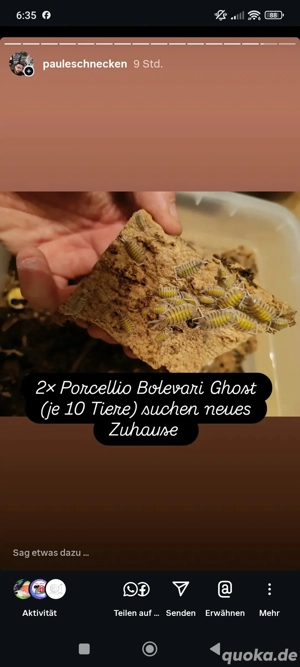 Porcellio Bolevari Ghost Asseln  Wirbellose 