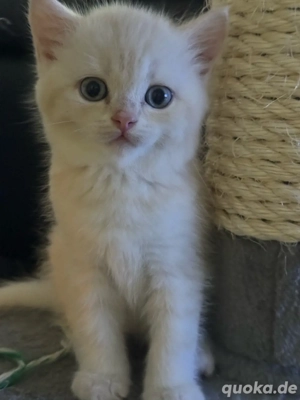 zum Verkaufen drei süsse BKH Kitten Bild 6