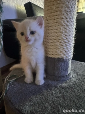 zum Verkaufen drei süsse BKH Kitten Bild 5