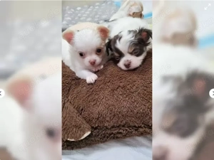 Süße Chihuahua Welpen...