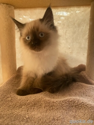 ragdoll kitten