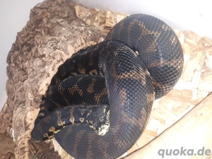 Morelia spilota cheynei