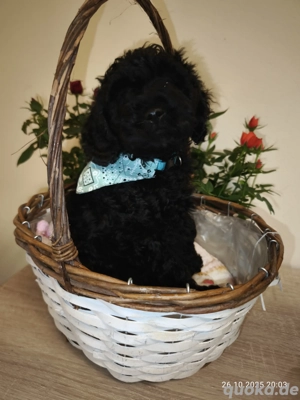 Schnoodle Welpen(Schnauzer Zwergpudel)