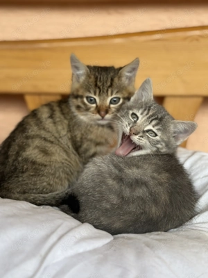 Kätzchen, Kitten-50 Euro