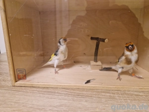 stieglitz sciarpato schecke x natur von schecke