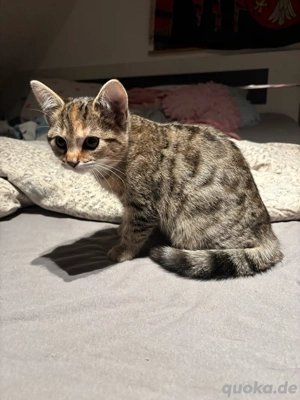 Bengal Mix Kitten (Weibchen)