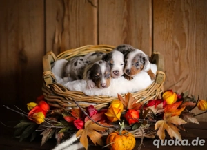 reinrassige Zwergdackel Welpen in black merle und blue merle