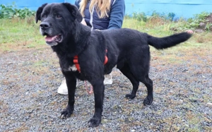 Seniorensitz für den freundlichen Aluis gesucht