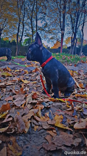 französische bulldoge