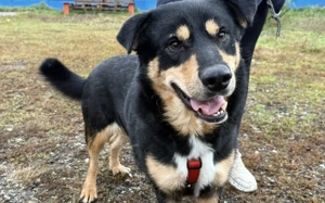 Menschenbezogener Hektor sucht Haus mit Garten