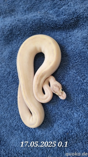 Königspython Ivory Bild 2