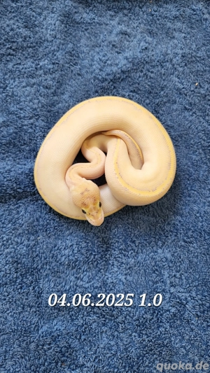 Königspython Ivory Bild 5