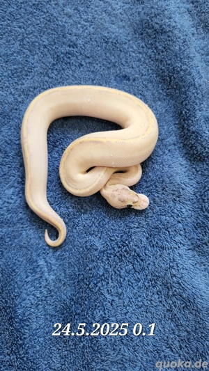 Königspython Ivory Bild 4