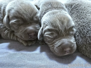 Reinrassige Labrador Welpen in silber und gelb mit Ahnentafel