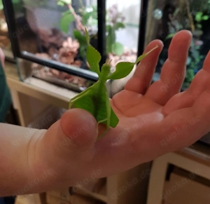 Phyllium philippinicum  - Wandelnde Blätter 