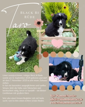 Australian Shepherd Rüde in Black Bi