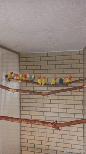 Pfirsichköpfchen zu verkaufen