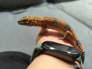 Leopardgecko Weiblich 