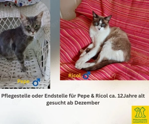 Pflegestelle oder Endstelle gesucht   Großraum München (ca. 100 km Umkreis)! Bild 2