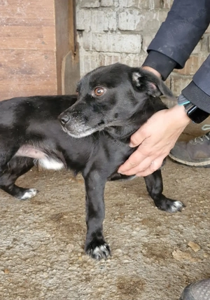 Wer geht mit Gobi durch dick und dünn?