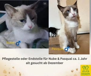 Pflegestelle oder Endstelle gesucht   Großraum München (ca. 100 km Umkreis)! Bild 1